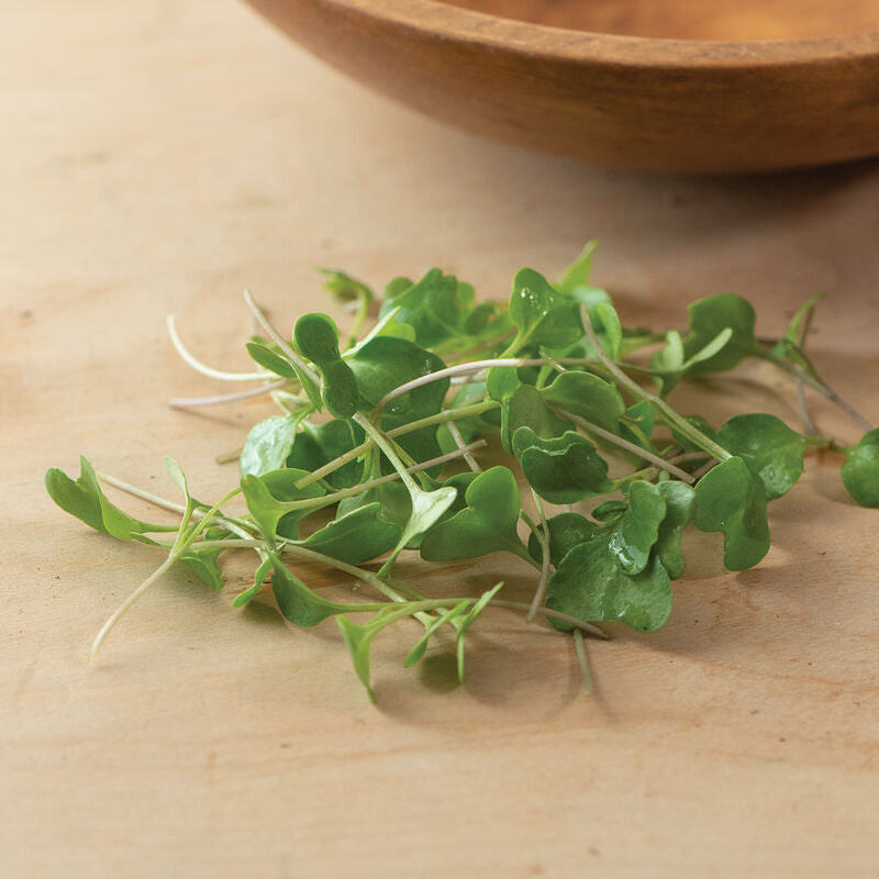Micro Broccoli