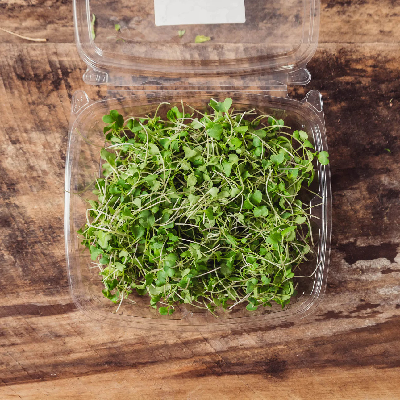 Micro Broccoli